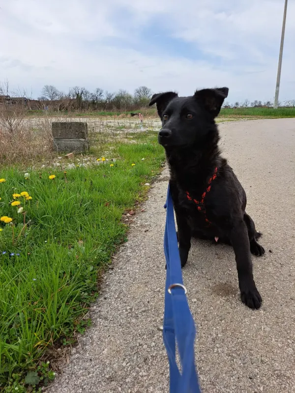 Loki