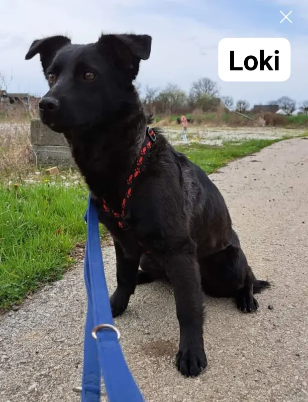 Loki