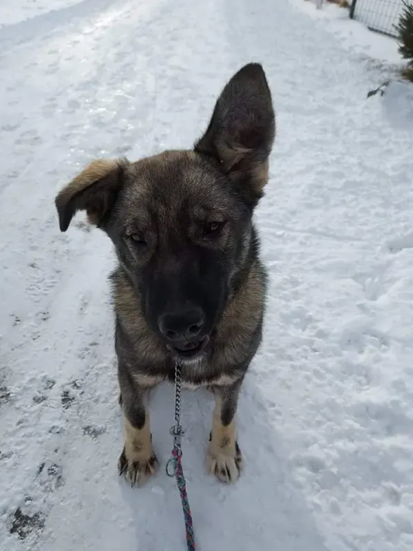 Loki