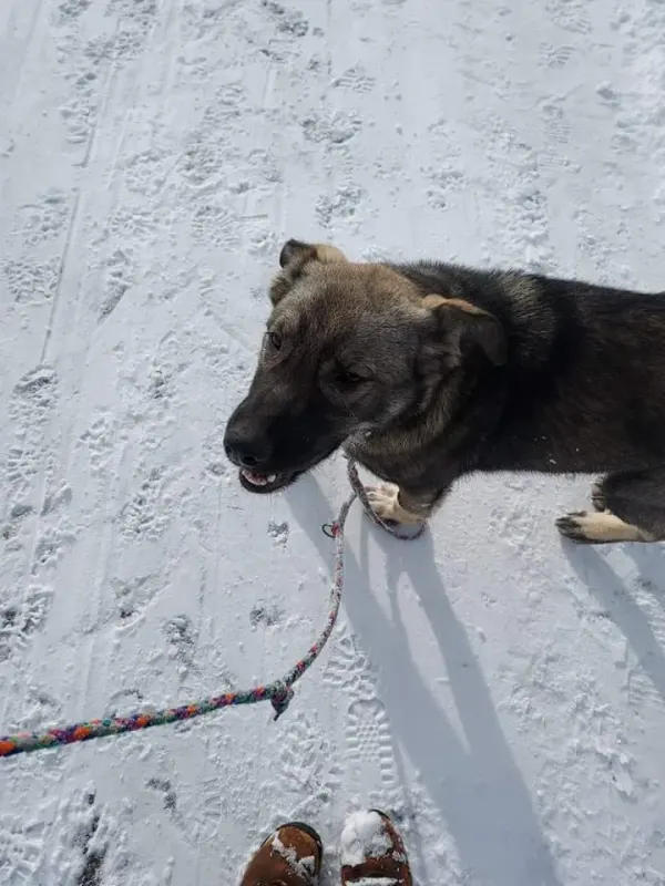 Loki