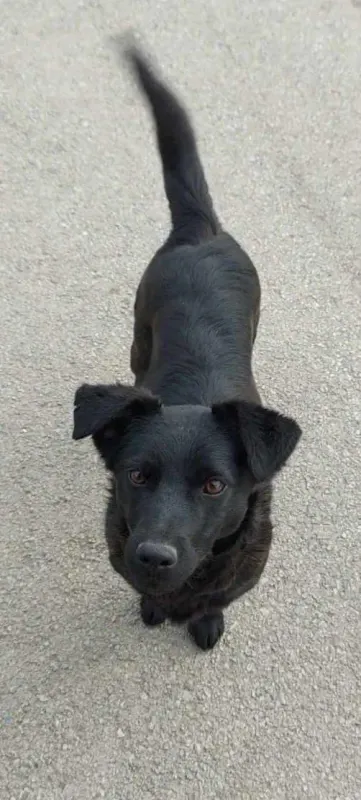 Loki