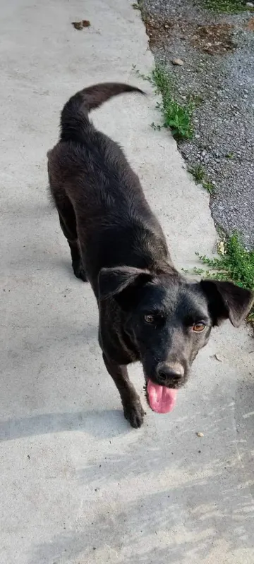 Loki
