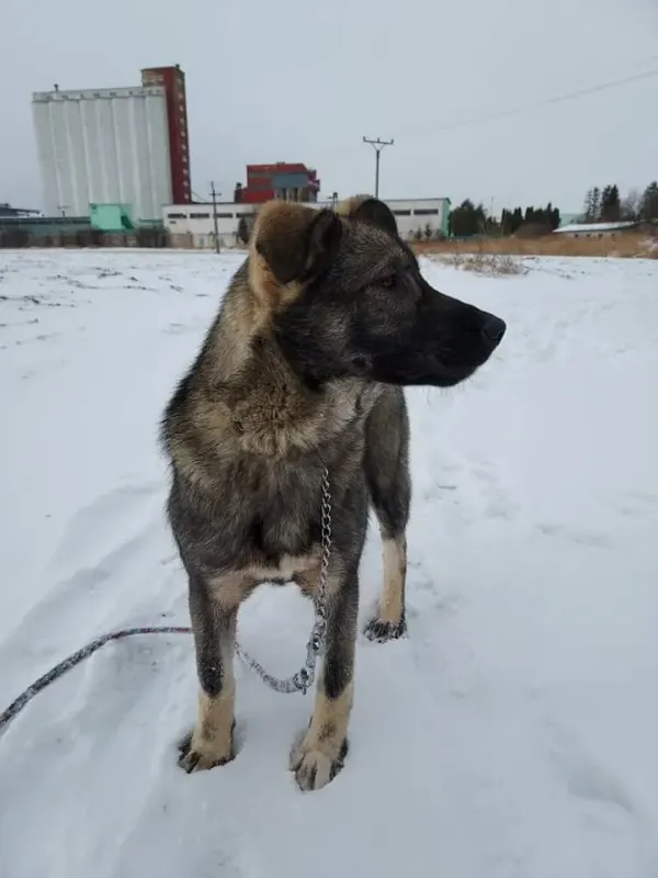 Loki