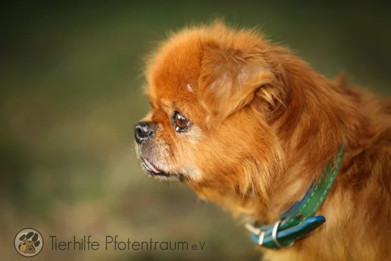 Lola