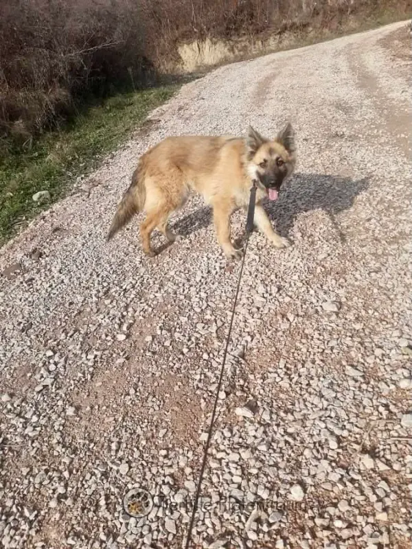 Lotti