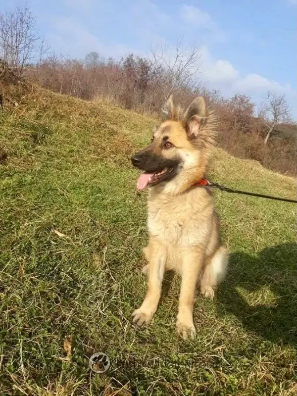 Lotti