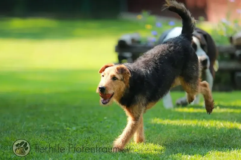 Lotti