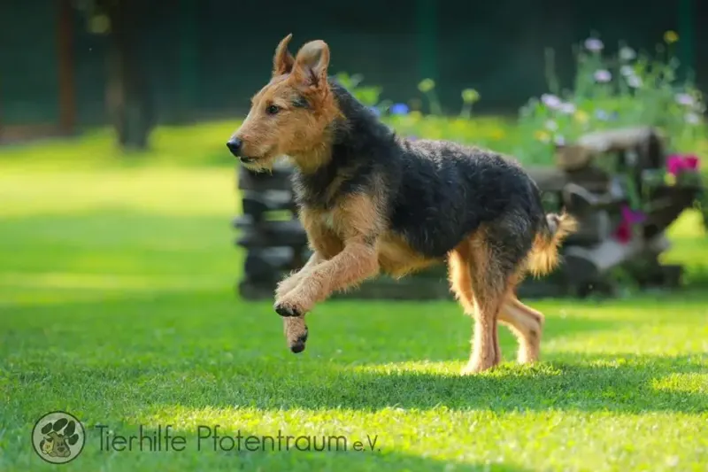Lotti