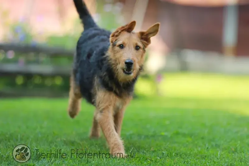 Lotti