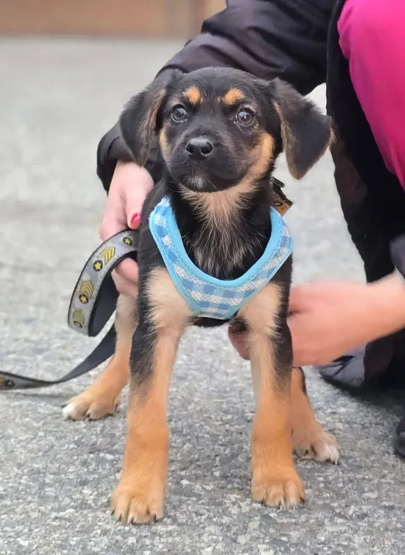 Lu