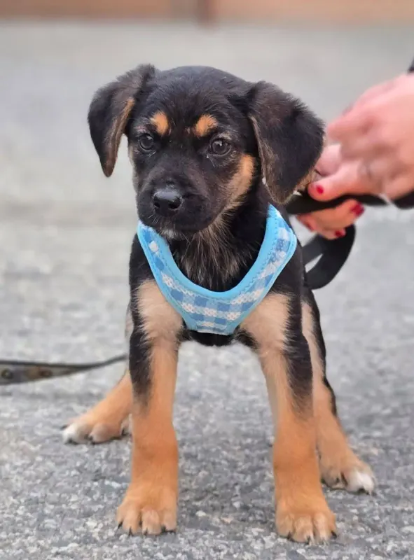 Lu