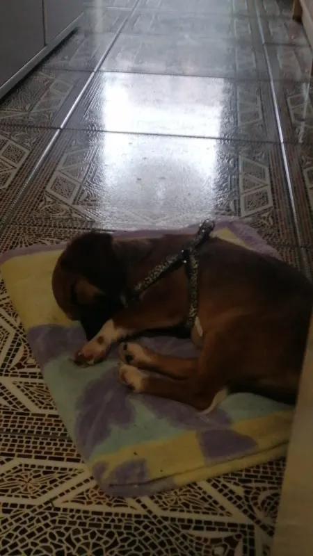 Ludo