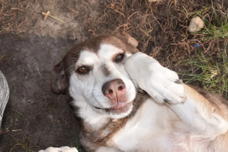 Luki