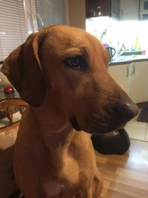 Lulu