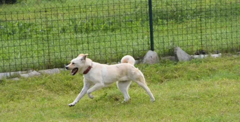 Lunka