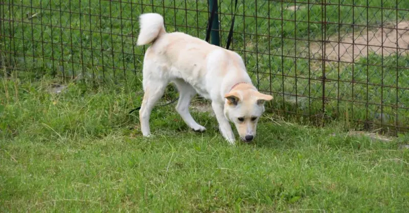 Lunka