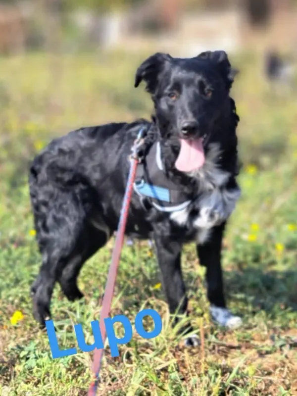 Lupo