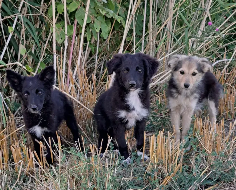 Lupo