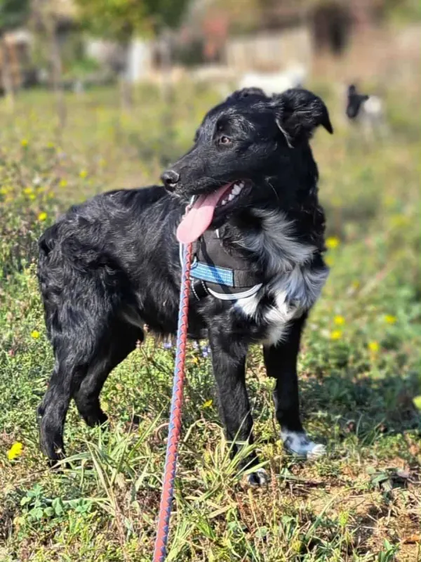 Lupo