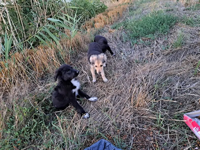 Lupo