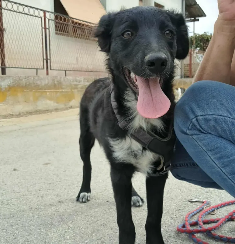 Lupo