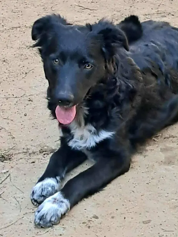 Lupo