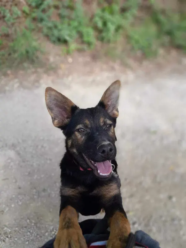 Maggie