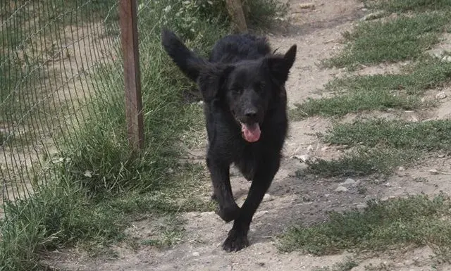 Maila