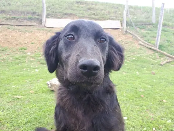 Maila