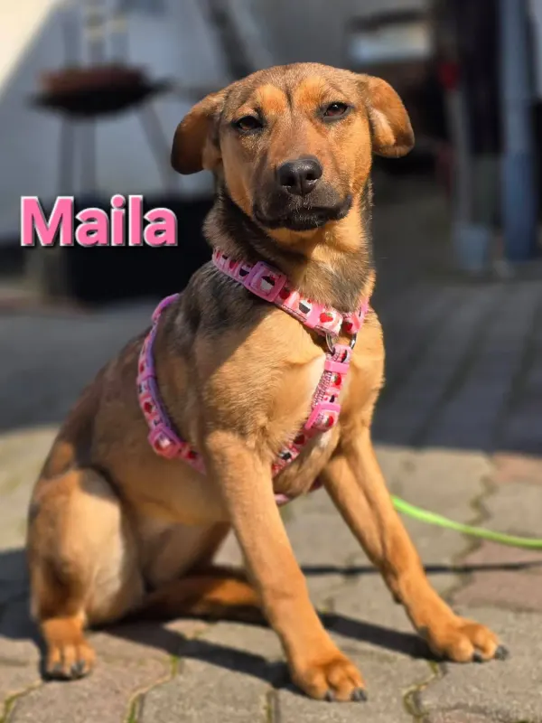 Maila