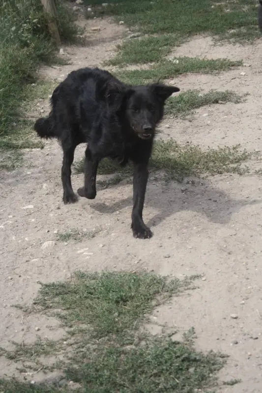 Maila