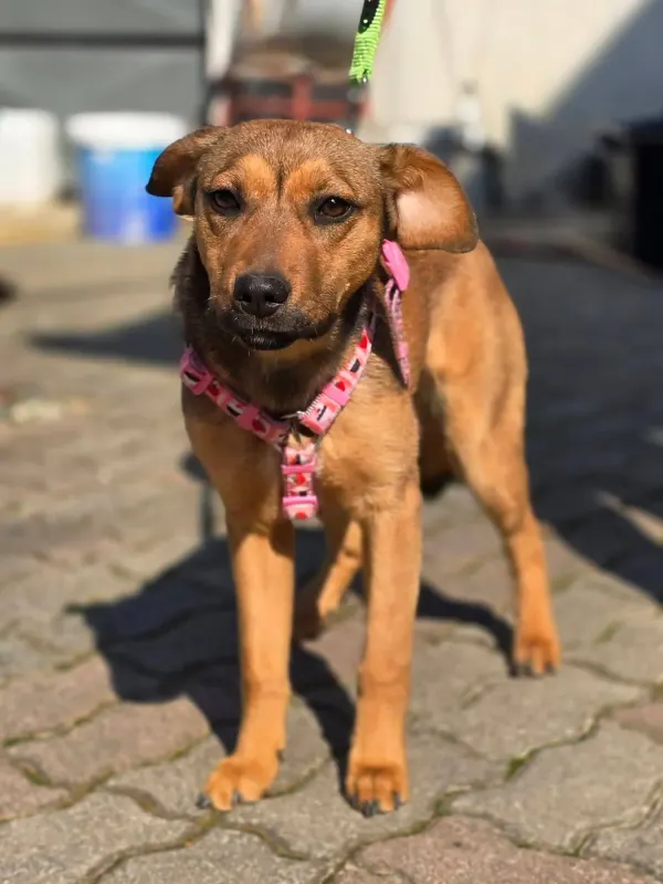 Maila