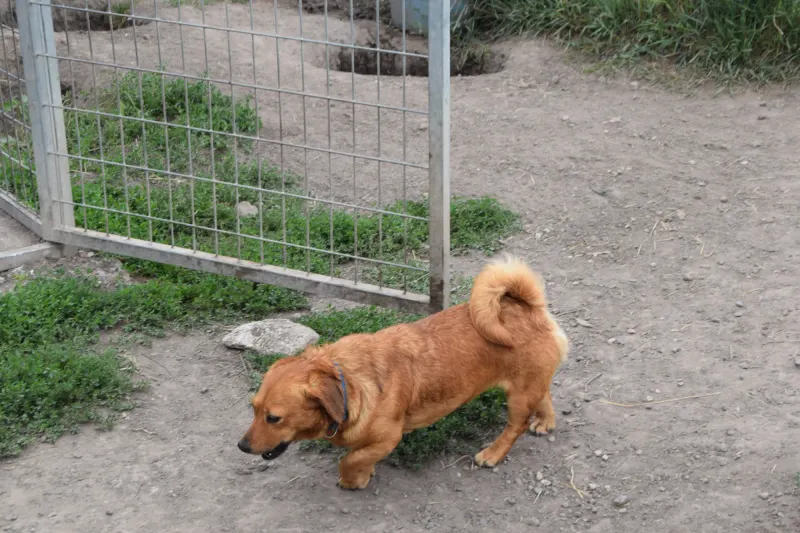 Maja
