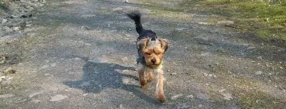 Majky
