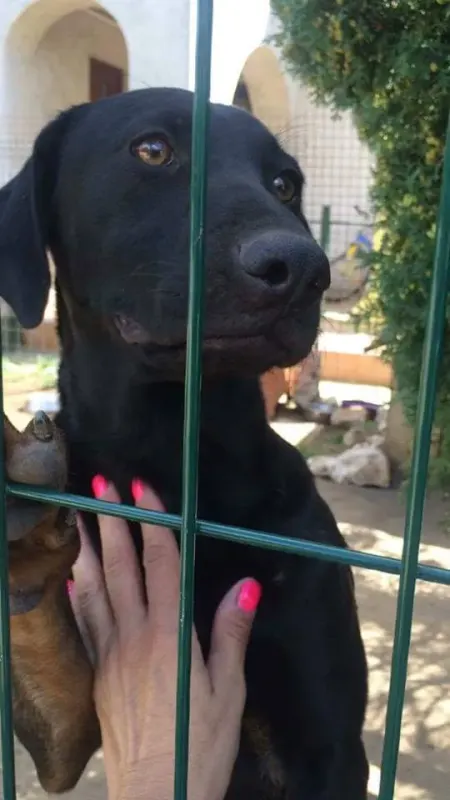 Mano
