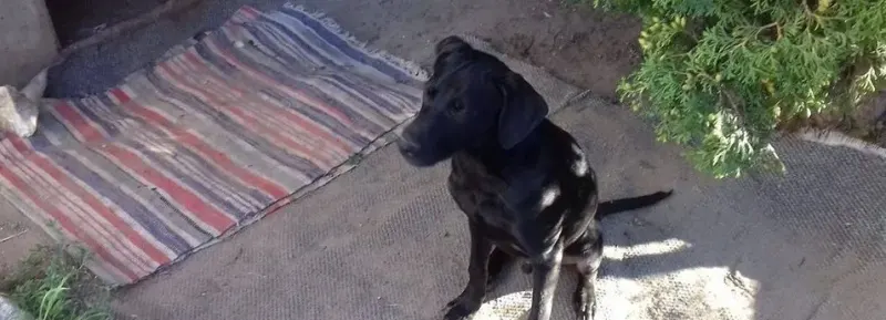 Mano