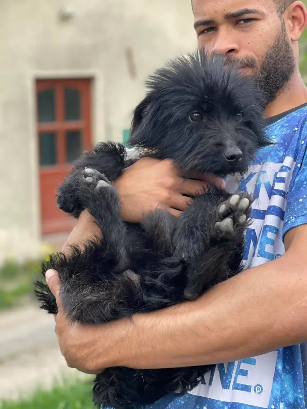 Marcello
