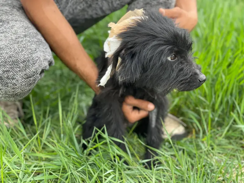 Marcello