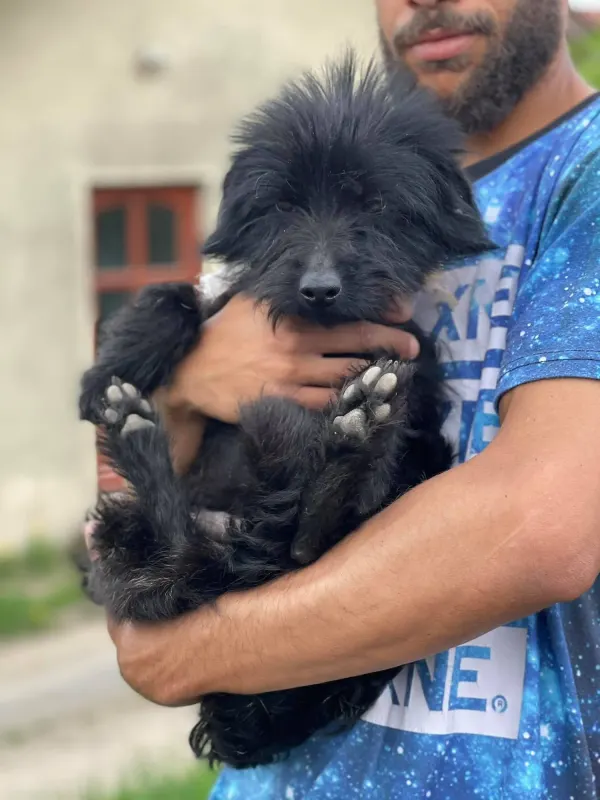 Marcello