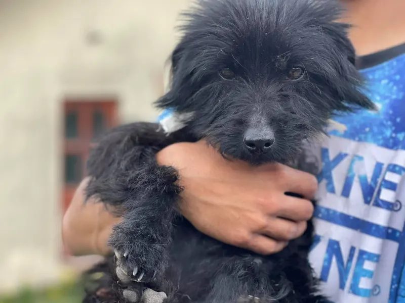 Marcello