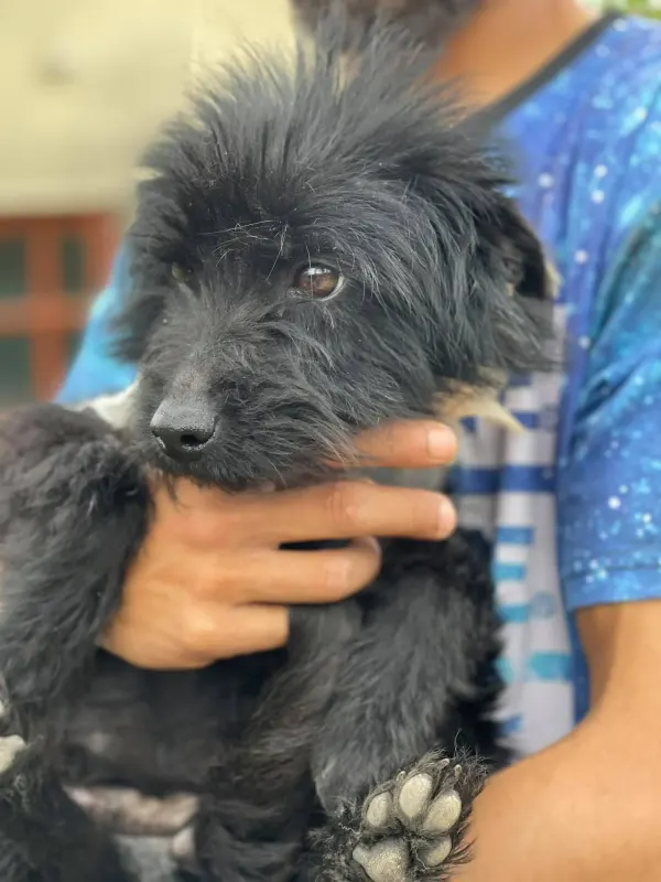 Marcello