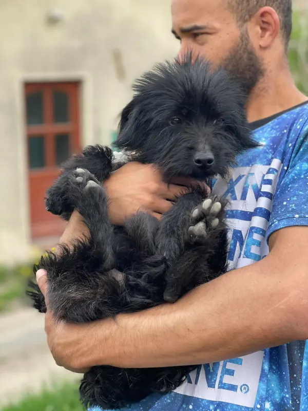 Marcello