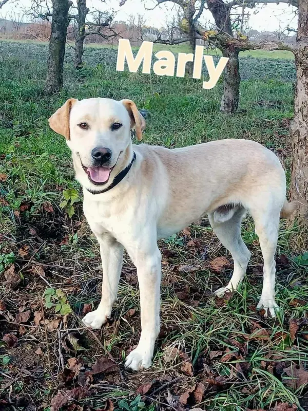 Marley