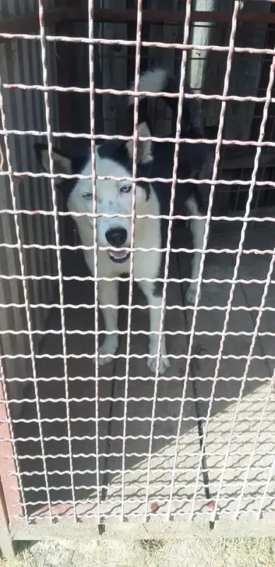 Mato