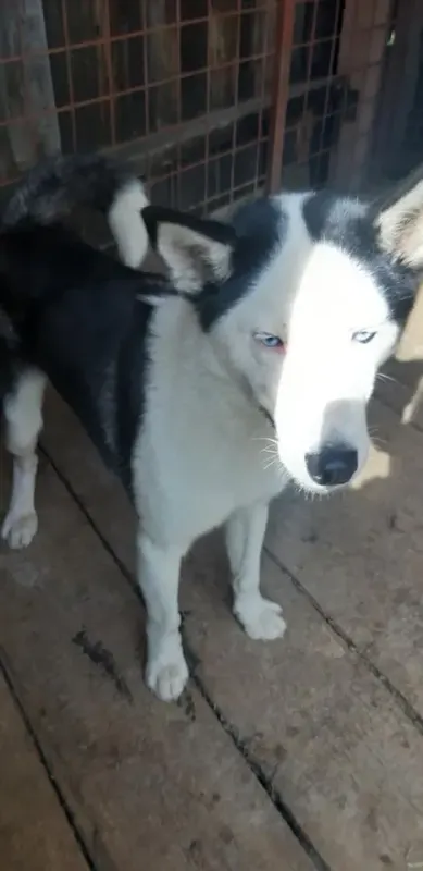 Mato
