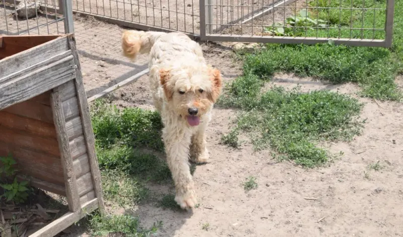 Max