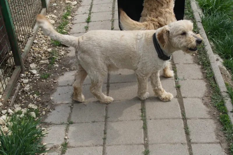 Max