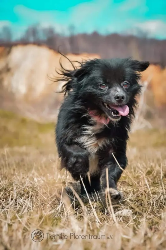 Max