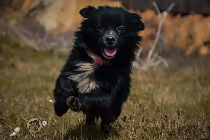 Max