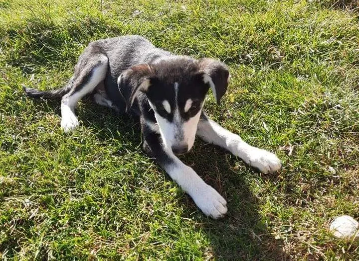 Max